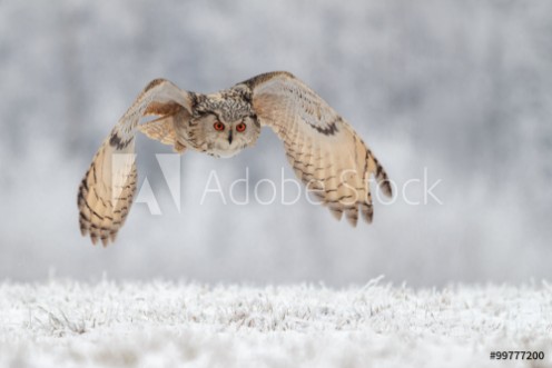 Picture of Flying owl in snow
